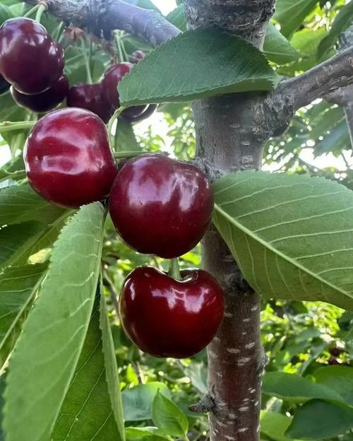 长沙美洲故事小区优缺点，长沙美洲故事是什么街道